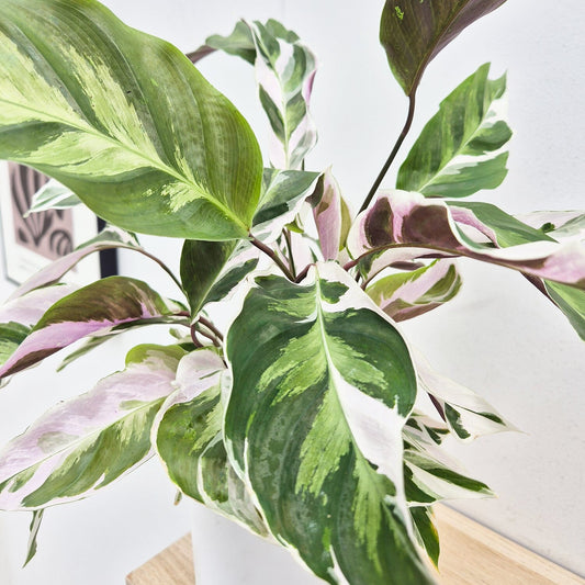 20 - 30cm Calathea White Fusion Prayer Plant 14cm Pot House Plant House Plant