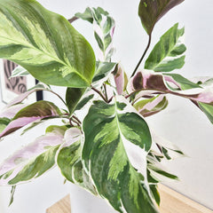 20 - 30cm Calathea White Fusion Prayer Plant 14cm Pot House Plant House Plant