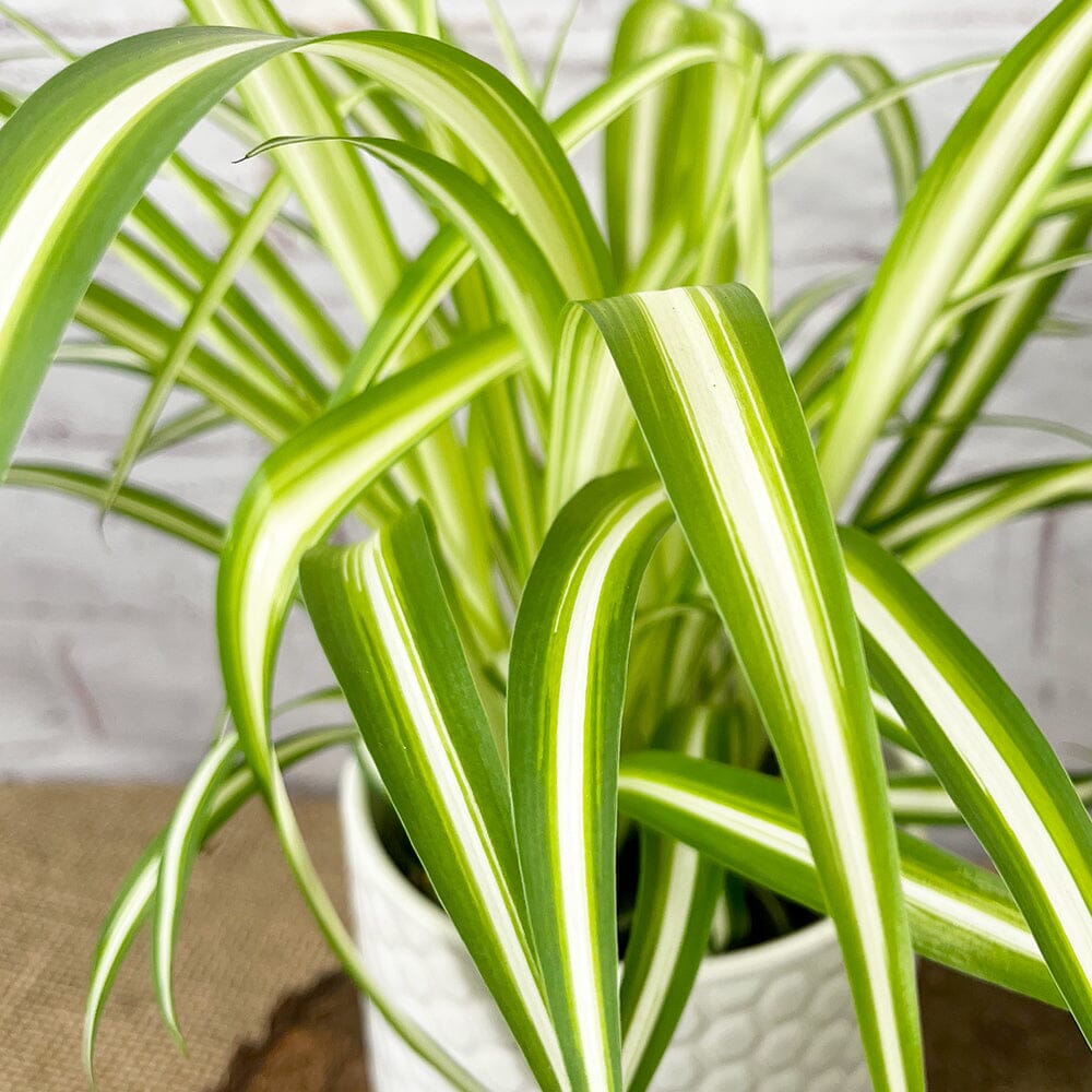 20 - 30cm Chlorophytum Spider Plant 12cm Pot House Plant House Plant
