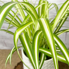 20 - 30cm Chlorophytum Spider Plant 12cm Pot House Plant House Plant