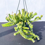 20 - 30cm Crassula Hottentot Succulent in Hanging 9cm Pot
