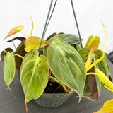 20 - 30cm Micans Philodendron Pothos in Hanging 15cm Pot