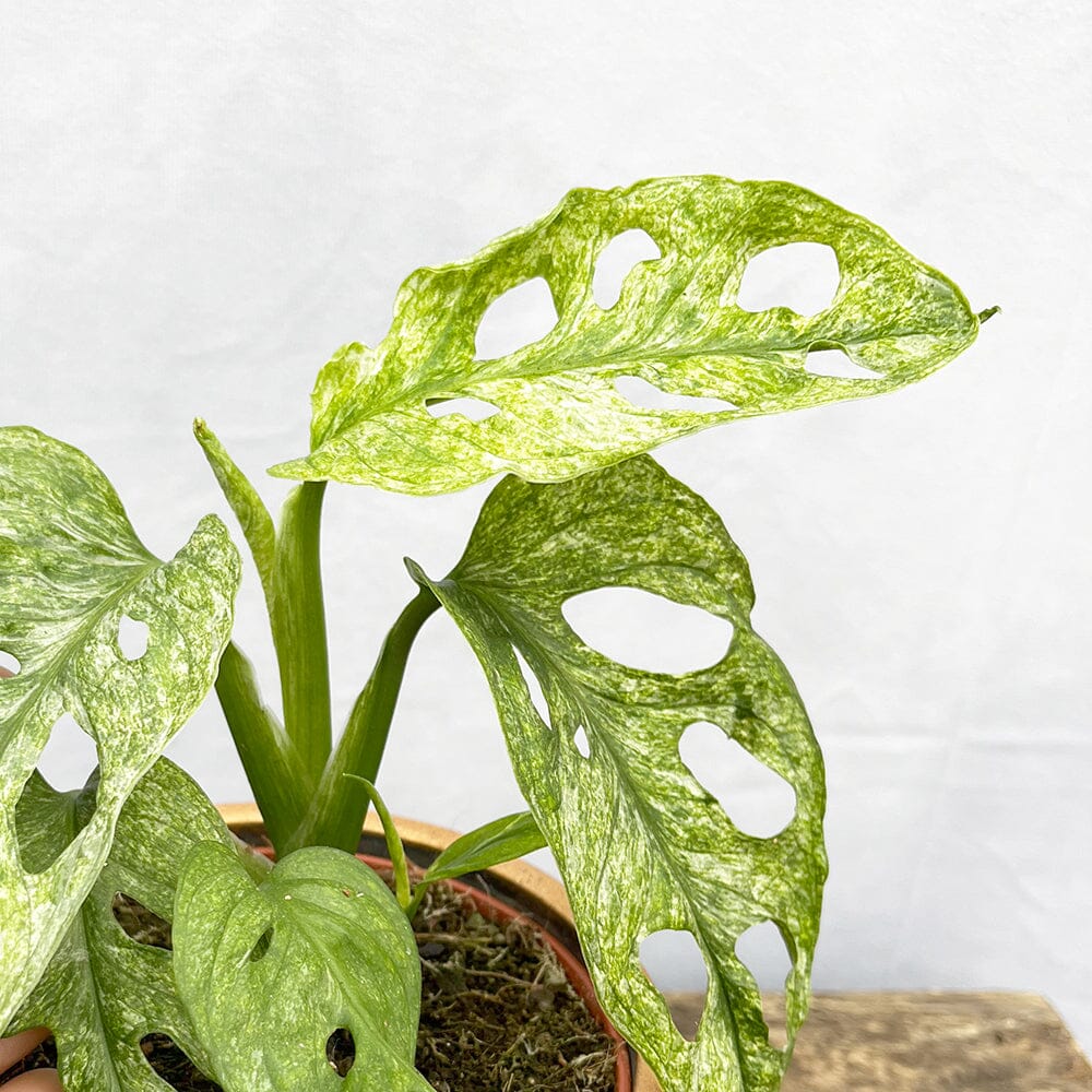 20 - 30cm Monstera Mint Adansonii Monkey Mask 12cm Pot House Plant 