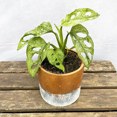 20 - 30cm Monstera Mint Adansonii Monkey Mask 12cm Pot House Plant 