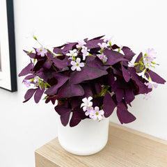 20 - 30cm Oxalis Triangularis Mijke 12cm Pot House Plant House Plant
