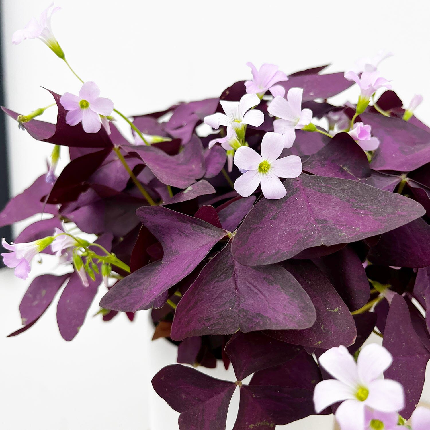 20 - 30cm Oxalis Triangularis Mijke 12cm Pot House Plant House Plant