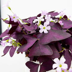 20 - 30cm Oxalis Triangularis Mijke 12cm Pot House Plant House Plant