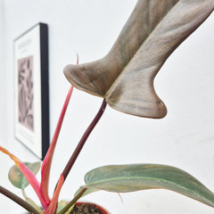 20 - 30cm Philodendron Florida Bronze in 12cm Pot House Plant