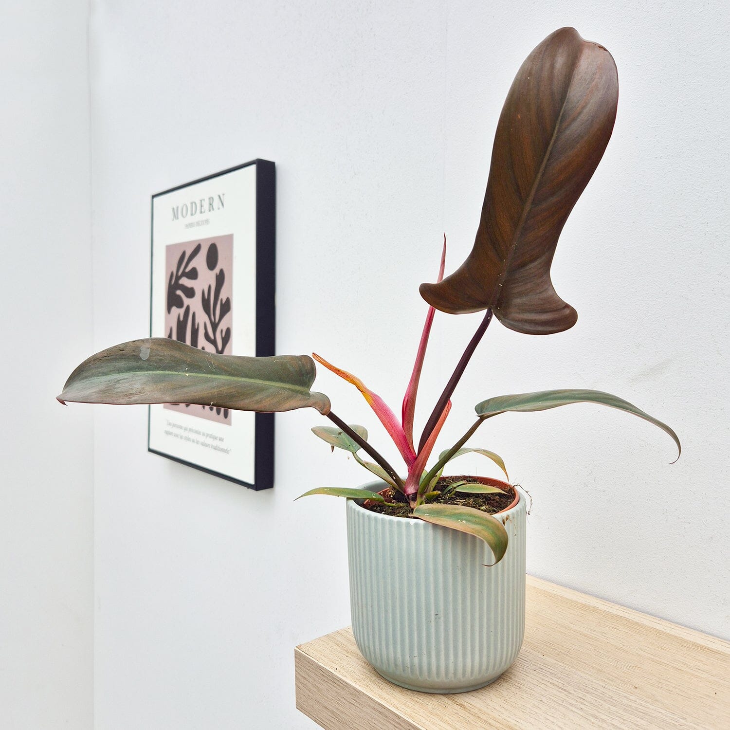 20 - 30cm Philodendron Florida Bronze in 12cm Pot House Plant