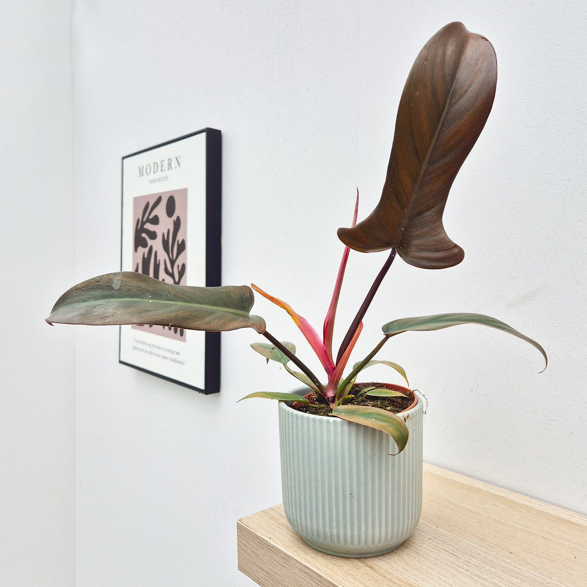20 - 30cm Philodendron Florida Bronze in 12cm Pot House Plant