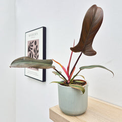 20 - 30cm Philodendron Florida Bronze in 12cm Pot House Plant