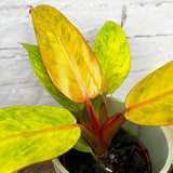 20 - 30cm Philodendron Marmalade Quad Colour House Plant 10.5cm Pot House Plant