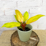 20 - 30cm Philodendron Marmalade Quad Colour House Plant 10.5cm Pot