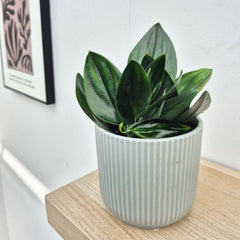20 - 30cm Treubii Dark Form Pothos Epipremnum 12cm Pot House Plant House Plant