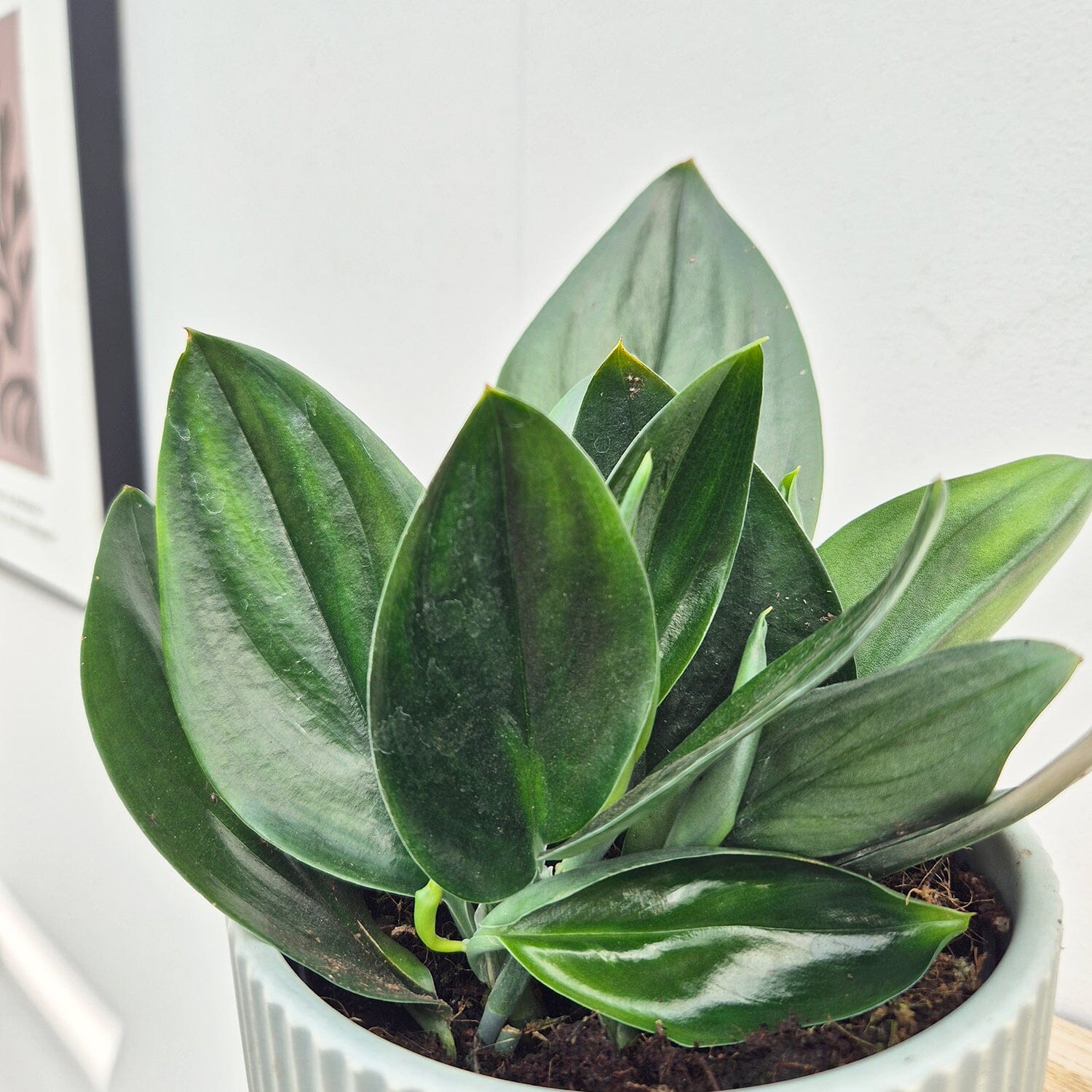 20 - 30cm Treubii Dark Form Pothos Epipremnum 12cm Pot House Plant House Plant