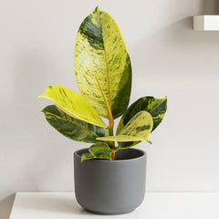 20- 25cm Ficus Shivereana Moonshine 9cm Pot House Plant