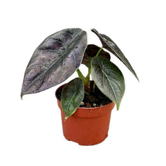 20 cm Alocasia Azlanii House Plant 10,5 cm Pot House Plant