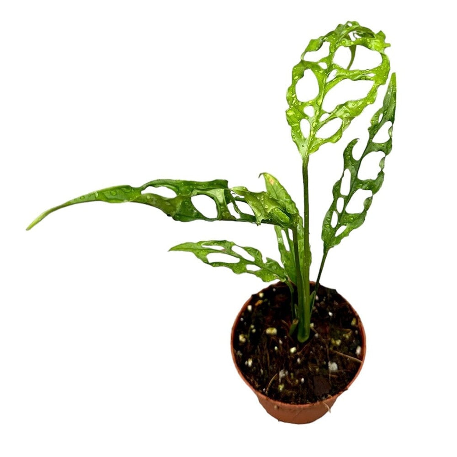 20 cm Monstera Obliqua Peru House Plant 9 cm Pot House Plant