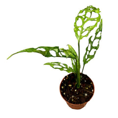 20 cm Monstera Obliqua Peru House Plant 9 cm Pot House Plant