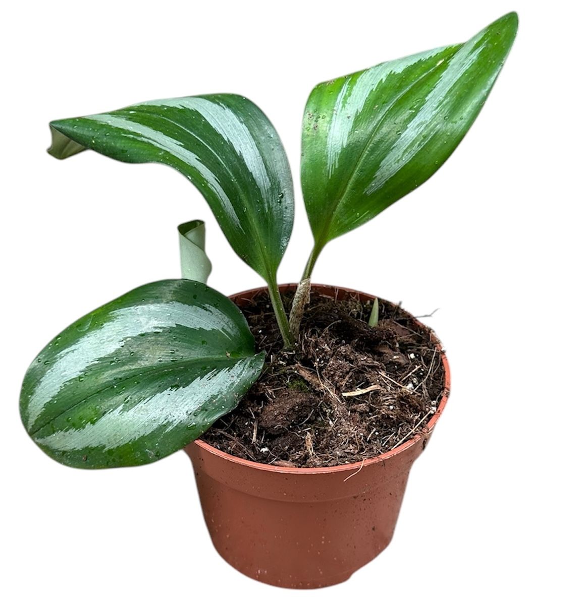 Scaphochlamys Scintillans Ooi 10.5cm Pot 20cm Height House Plant