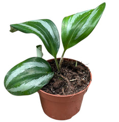 Scaphochlamys Scintillans Ooi 10.5cm Pot 20cm Height House Plant