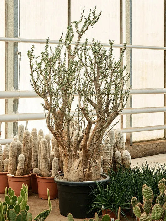 200 - 220cm Sesamothamnus Lugardii XXL 55cm Pot House Plant