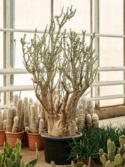 200 - 220cm Sesamothamnus Lugardii XXL 55cm Pot House Plant