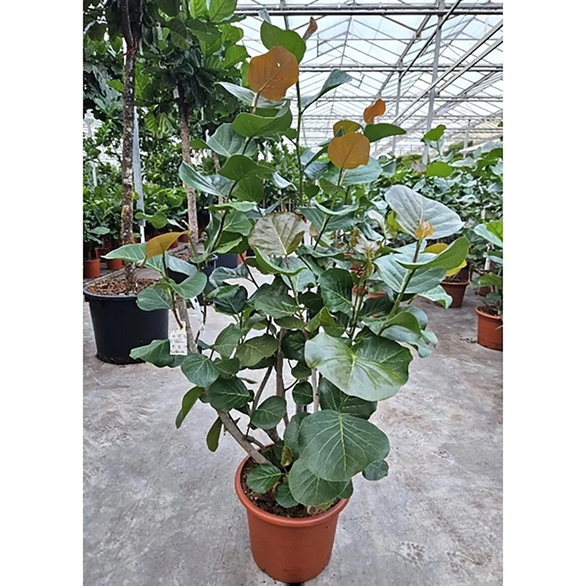 200 - 220cm XXL Coccoloba Uvifera 45cm Pot House Plant