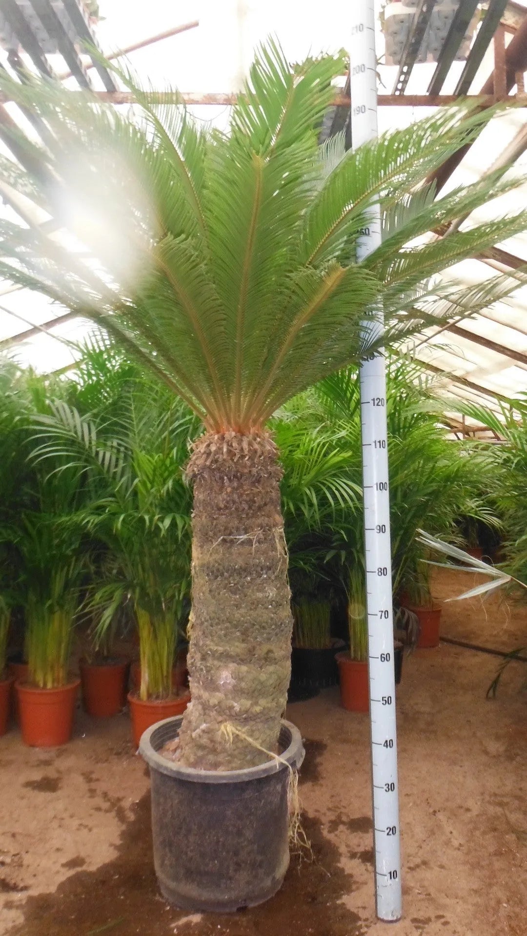 200 - 220cm XXL Cycas Revoluta 50cm Pot House Plant