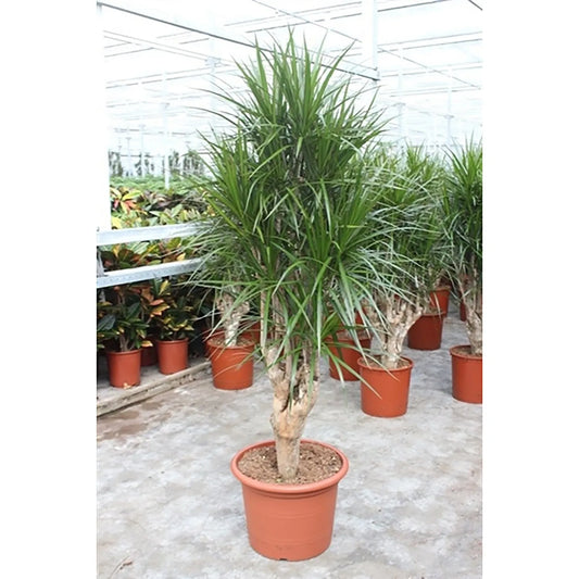 200 - 220cm XXL Dracaena Marginata 45cm Pot House Plant