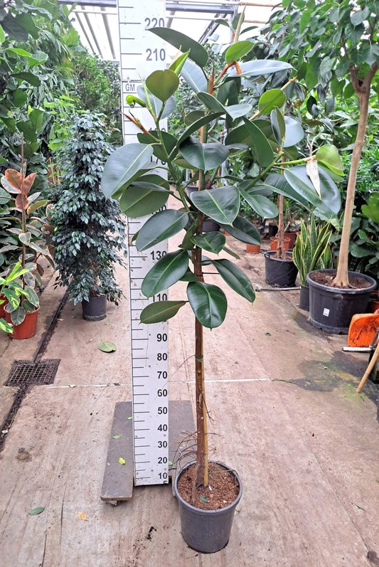 200 - 220cm XXL Ficus Elastica Robusta 30cm Pot House Plant
