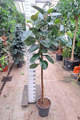 200 - 220cm XXL Ficus Elastica Robusta 30cm Pot House Plant
