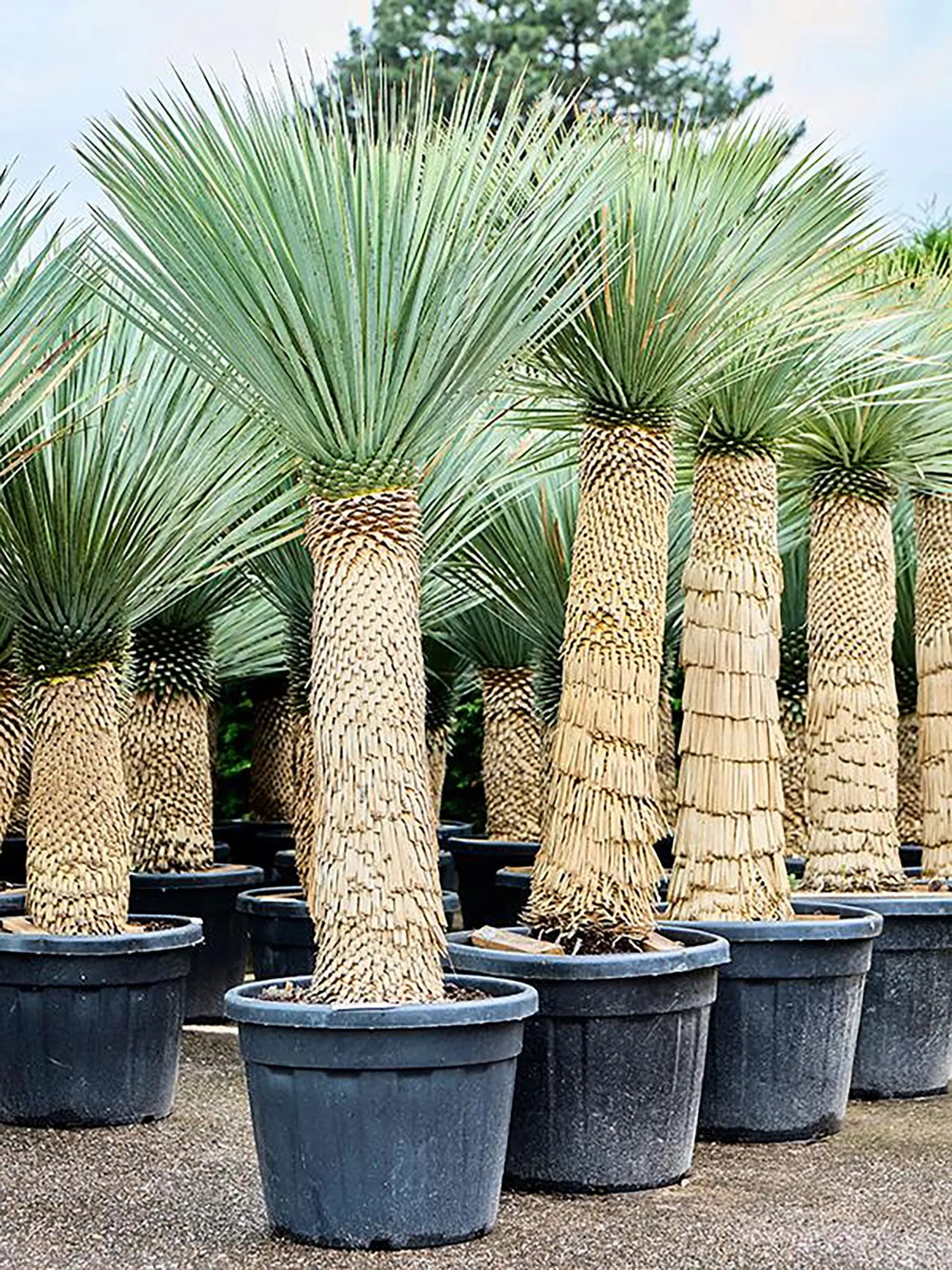 200 - 220cm Yucca Rostrata XXL 55cm Pot House Plant