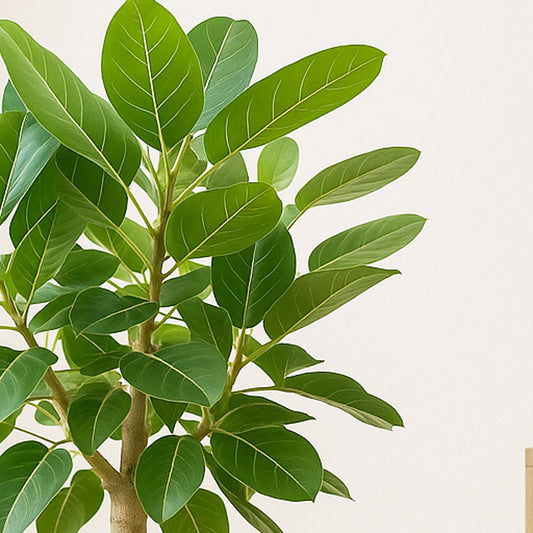 85 - 10cm Ficus Benghalensis Audrey  Rubber Plant 24cm Pot House Plant
