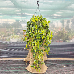 100 - 120cm XL Philodendron Scandens Brazil Pothos 28cm Hanging Pot House Plant