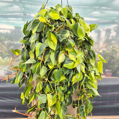 100 - 120cm XL Philodendron Scandens Brazil Pothos 28cm Hanging Pot House Plant