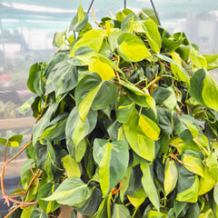 100 - 120cm XL Philodendron Scandens Brazil Pothos 28cm Hanging Pot House Plant