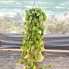 100 - 120cm XL Philodendron Scandens Pothos 28cm Hanging Pot House Plant