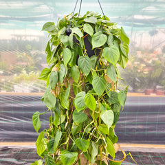100 - 120cm XL Philodendron Scandens Pothos 28cm Hanging Pot House Plant