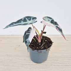 Pink Bambino Alocasia Variegated 8cm Pot