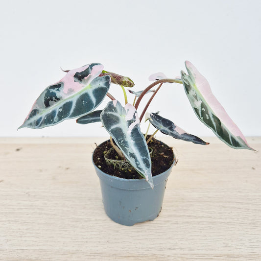 Pink Bambino Alocasia Variegated 8cm Pot