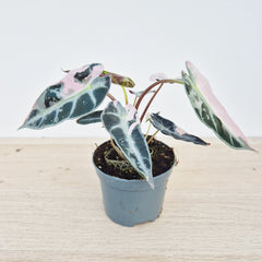 Pink Bambino Alocasia Variegated 8cm Pot