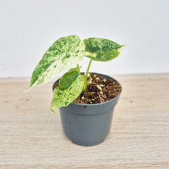 Mint Alocasia Dragon Scale Variegated 8cm Pot