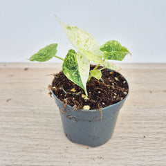 Mint Alocasia Dragon Scale Variegated 8cm Pot