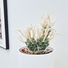 Tephrocactus Papyracanthus Cactus House Plant in 13cm Pot