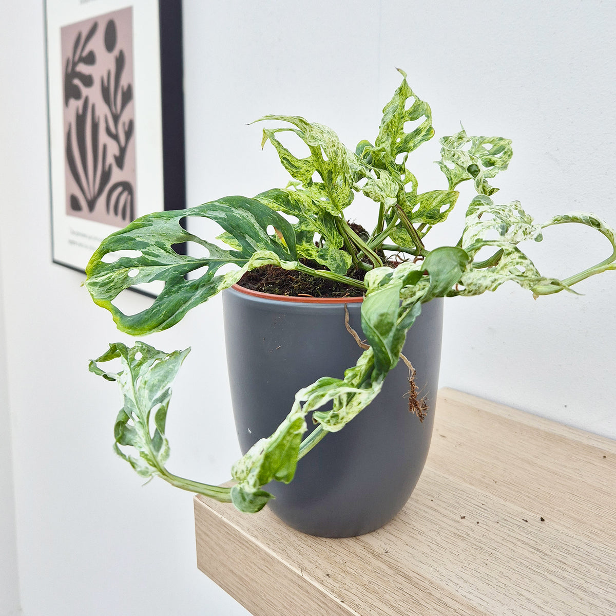 20 - 30cm Monstera Frozen Freckles 12cm Pot House Plant