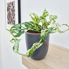 20 - 30cm Monstera Frozen Freckles 12cm Pot House Plant