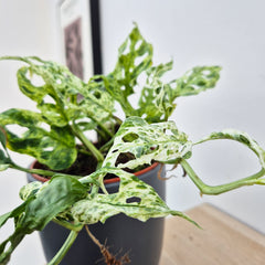 20 - 30cm Monstera Frozen Freckles 12cm Pot House Plant