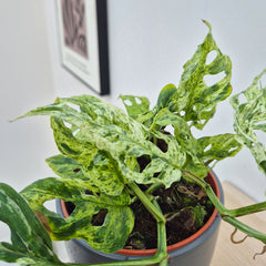 20 - 30cm Monstera Frozen Freckles 12cm Pot House Plant