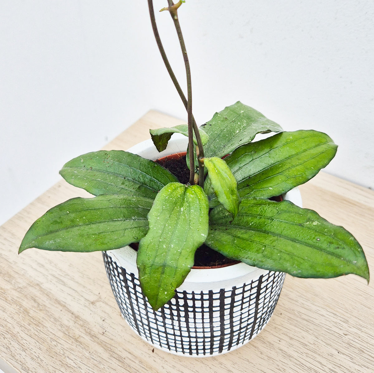 10 - 20cm Hoya Erythrina 10.5cm Pot House Plant